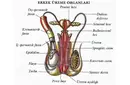 Erkek Üreme Sistemi Anatomisi Erkek Üreme Sistemi Anatomisi