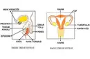 Kadın ve Erkekde Üreme Fizyolojisi Kadın ve Erkekde Üreme Fizyolojisi