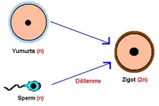 Biyoloji Eşeyli Üreme Eşeyli Üremenin Genel Özellikleri Biyoloji Eşeyli Üreme Eşeyli Üremenin Genel Özellikleri
