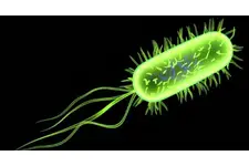 Bölünerek Üreyen Canlılar Nelerdir? Bölünerek Üreyen Canlılar Nelerdir?