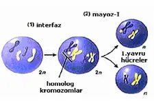 Mitoz Bölünme ve Eşeysiz Üreme Mitoz Bölünme ve Eşeysiz Üreme