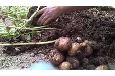 Patates Nasıl Ürer?