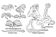 Üreme Nasıl Olur? Üreme Nasıl Olur?