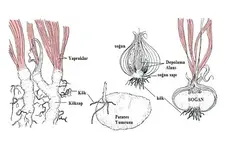 Vejetatif Üreme Çeşitleri Nelerdir? Vejetatif Üreme Çeşitleri Nelerdir?