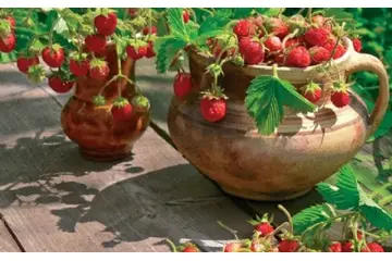 Çilek Nasıl Ürer?