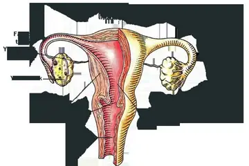 Dişi Üreme Sistemi ve Yapısı