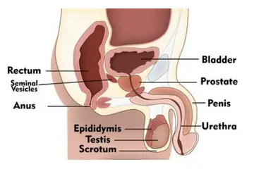 Erkek Üreme Organı