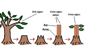 Eşeysiz Üreme ve Çeşitleri Nelerdir?