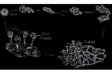 Mantarlarda Üreme Türleri ve Özellikleri