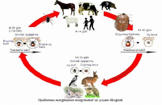 6 Sınıf Hayvanlarda Üreme Büyüme ve Gelişme