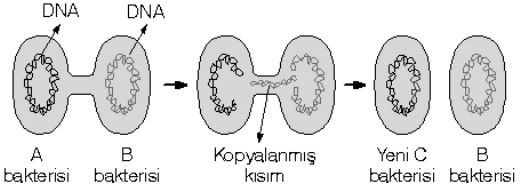 Bakterilerde üreme nasıl?