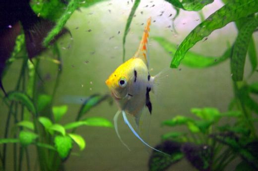 Balıklar Nasıl Ürer?