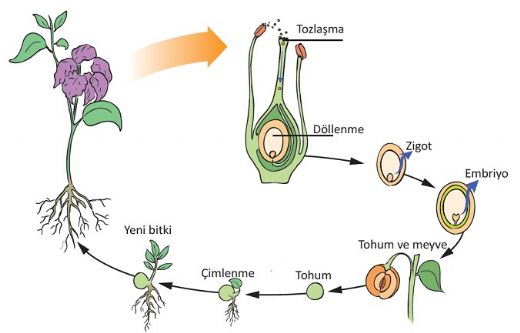 Bitki ve Hayvanlarda Üreme Büyüme ve Gelişme