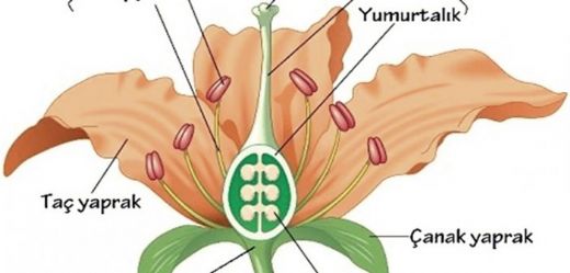 Bitkiler Nasıl Ürer?