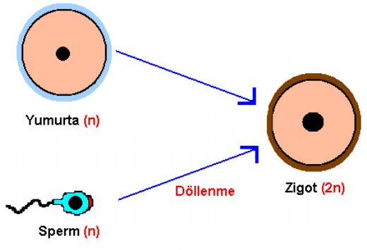 Biyoloji Eşeyli Üreme Eşeyli Üremenin Genel Özellikleri