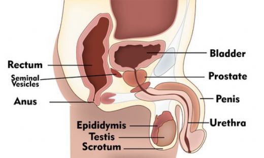 Erkek Üreme Hücresi Özellikleri