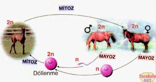 Hayvanlarda Üreme Türleri ve Özellikleri