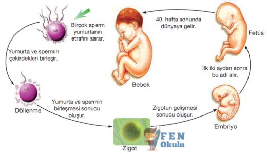 İnsanda Üreme Büyüme ve Gelişme