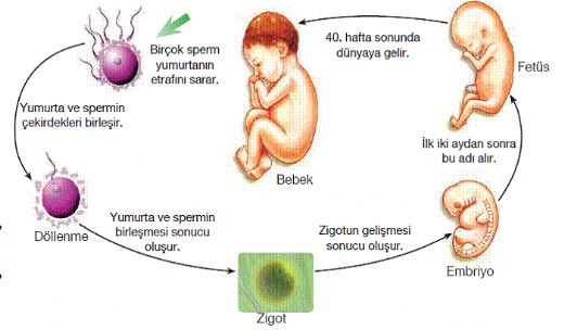 Insanda Ureme Sistemi Ve Ozellikleri