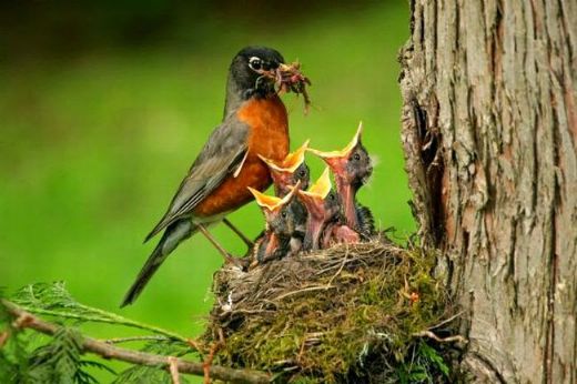 Kuşlarda Üreme Nasıl Olur?
