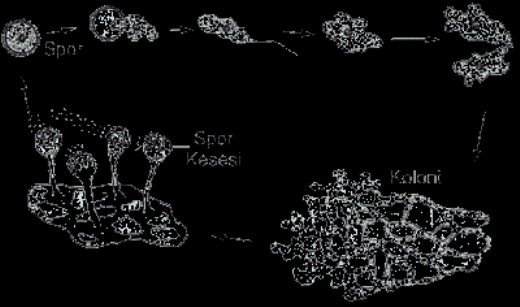Mantarlarda Üreme Türleri ve Özellikleri