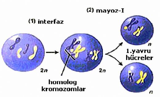 Mayoz ve Eşeyli Üreme