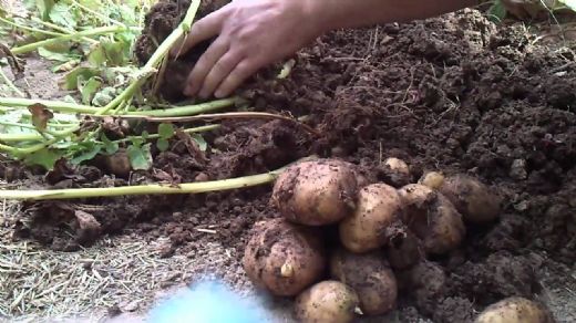 Patates Nasıl Ürer?