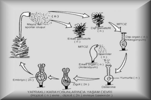 Tohumla Üremenin Yapılamadığı Durumlar