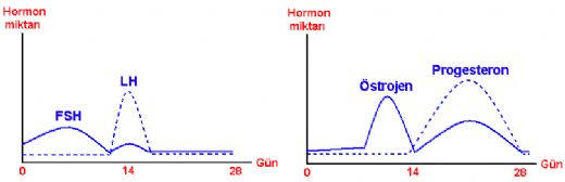 Ureme Hormonlari Turleri Ve Ozellikleri